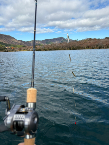 ワカサギの釣果