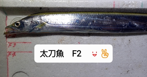 タチウオの釣果