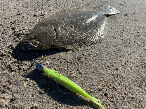 ヒラメの釣果