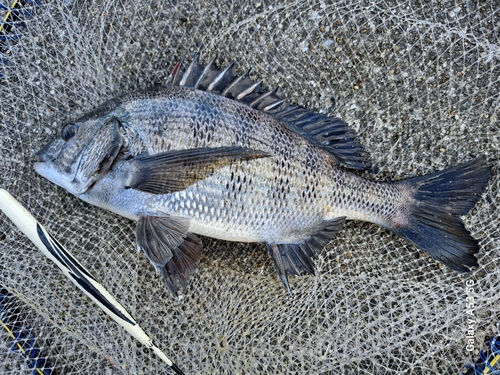 チヌの釣果