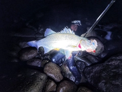 ヒラスズキの釣果