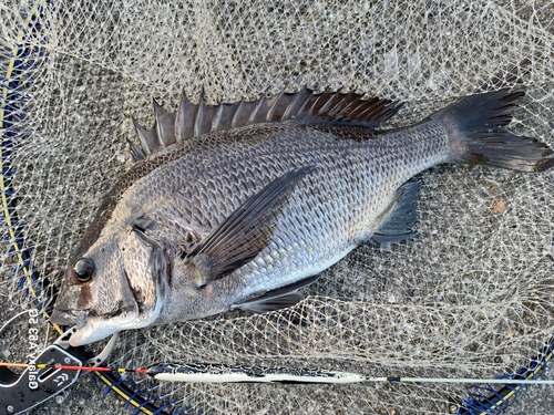 チヌの釣果