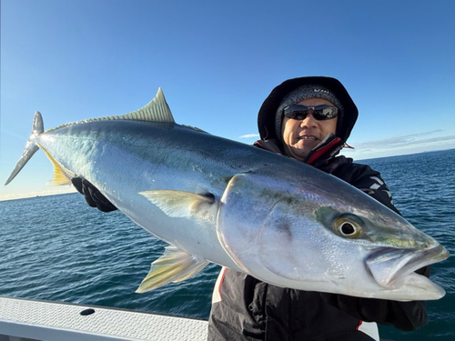 ブリの釣果