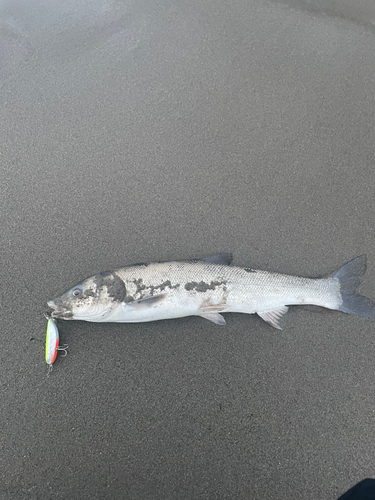 ウグイの釣果