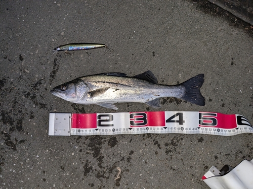 シーバスの釣果