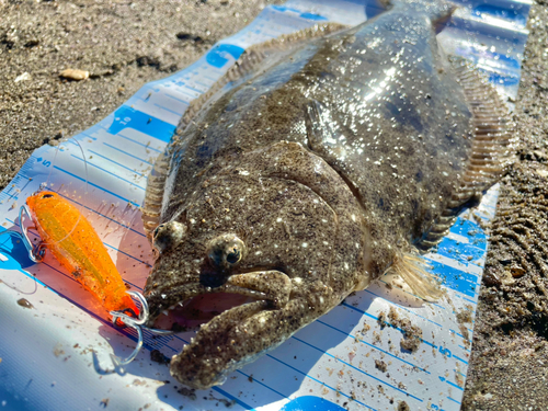 ヒラメの釣果