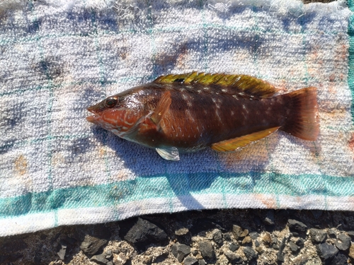 ホシササノハベラの釣果