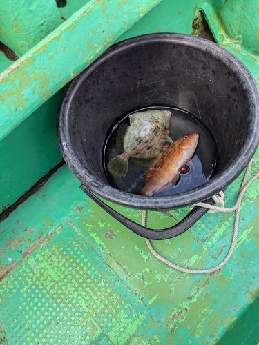 カワハギの釣果