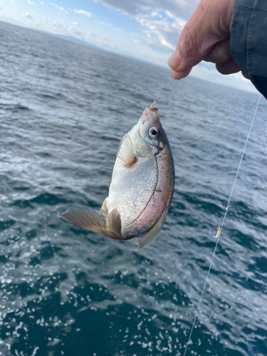 ウミタナゴの釣果