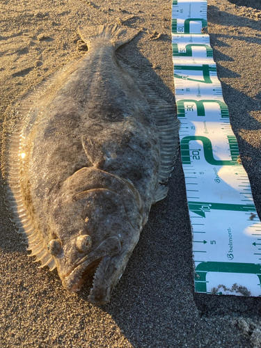 ヒラメの釣果