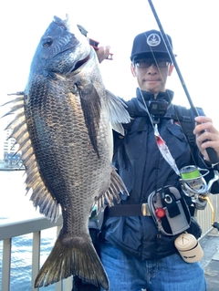 チヌの釣果