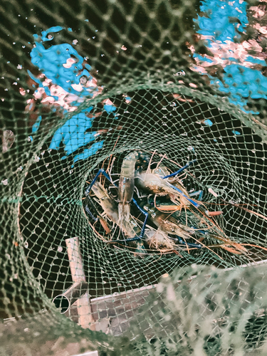 オニテナガエビの釣果