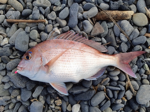 タイの釣果