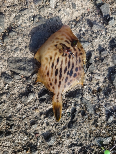 カワハギの釣果