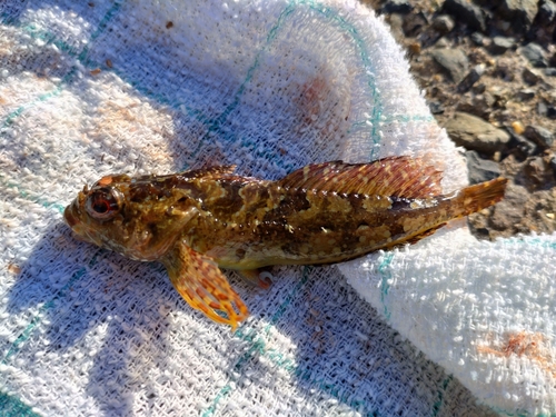 アサヒアナハゼの釣果