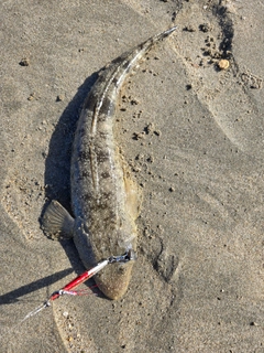 マゴチの釣果