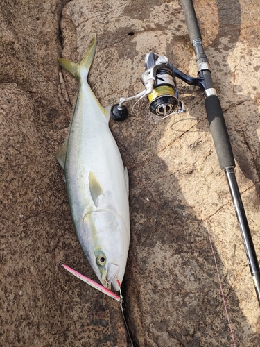 ヤズの釣果