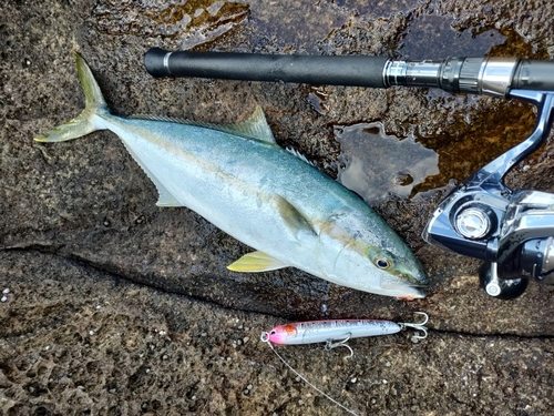 ヒラスの釣果