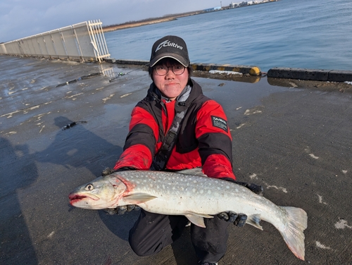 アメマスの釣果