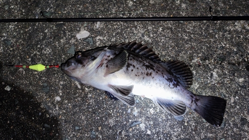 クロソイの釣果