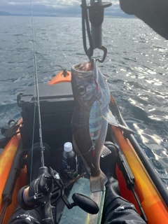 クログチの釣果