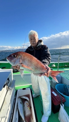 マダイの釣果