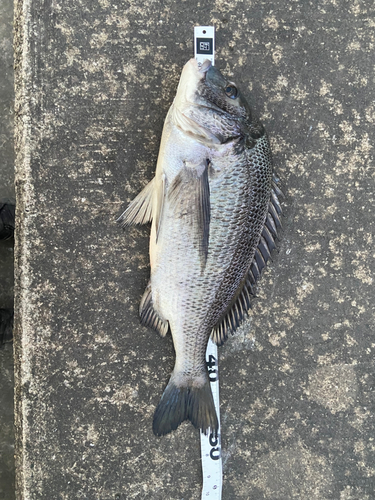 クロダイの釣果