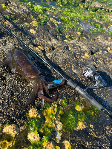 アオリイカの釣果