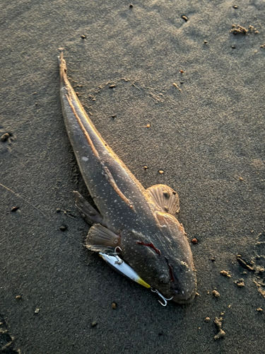 マゴチの釣果