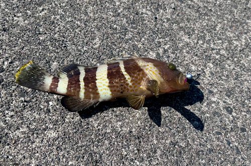 アオハタの釣果