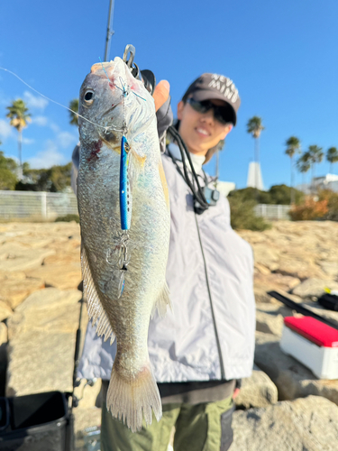 イシモチの釣果