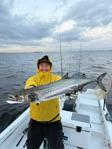 サワラの釣果