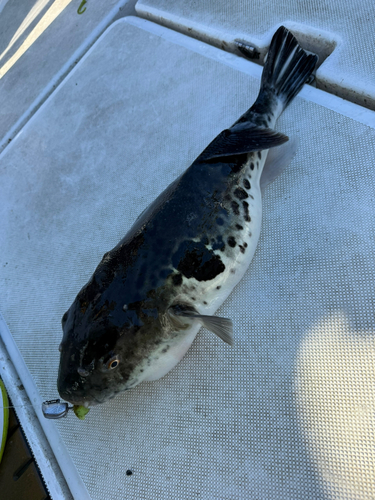 トラフグの釣果