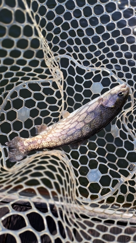 ニジマスの釣果