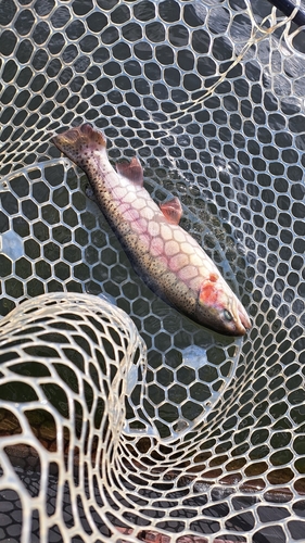 ニジマスの釣果