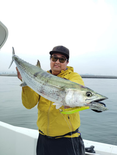 サワラの釣果