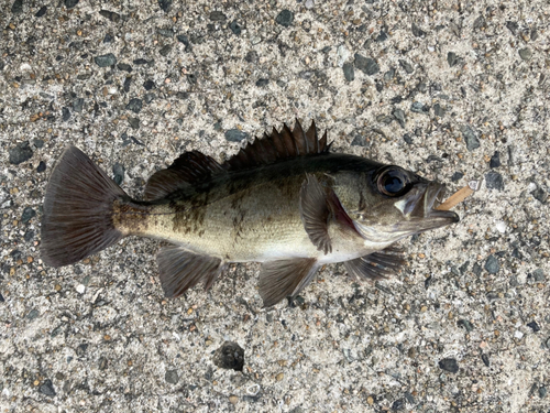 クロメバルの釣果