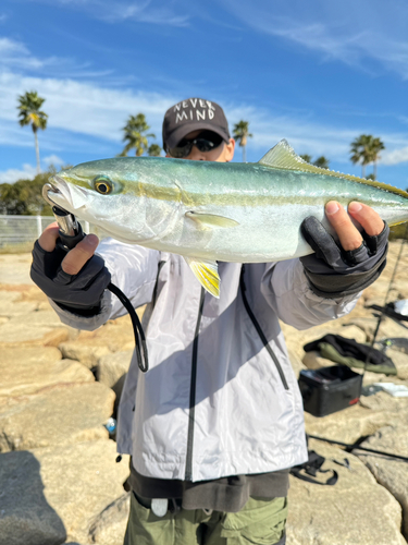 ハマチの釣果