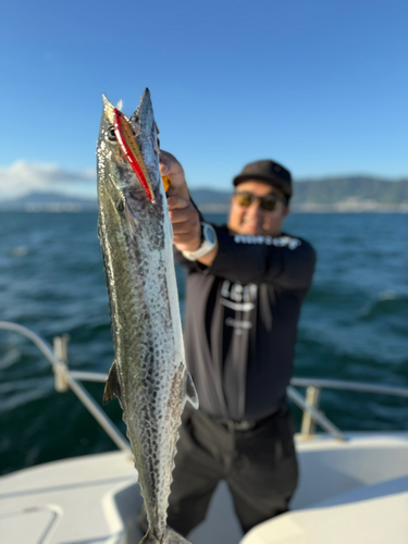 サワラの釣果