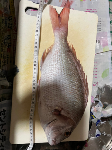 タイの釣果