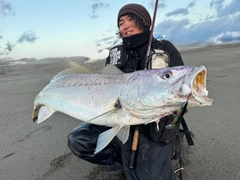 オオニベの釣果