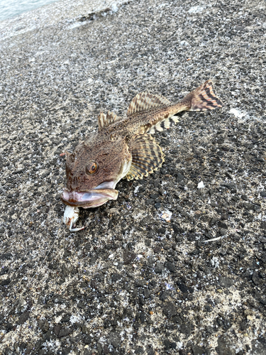 カジカの釣果