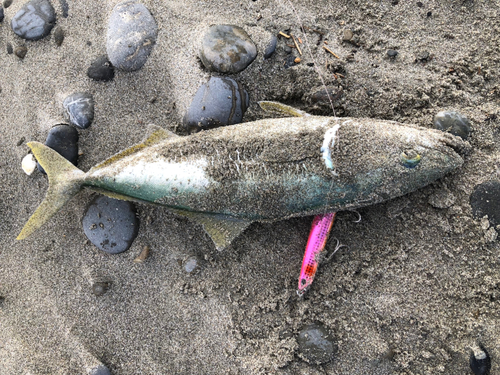 イナダの釣果