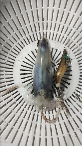 ヒイカの釣果