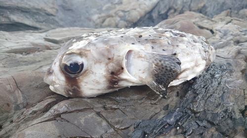 イシガキフグの釣果