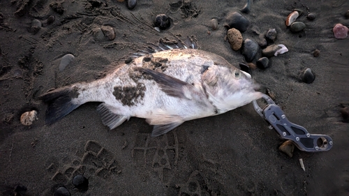 マゴチの釣果