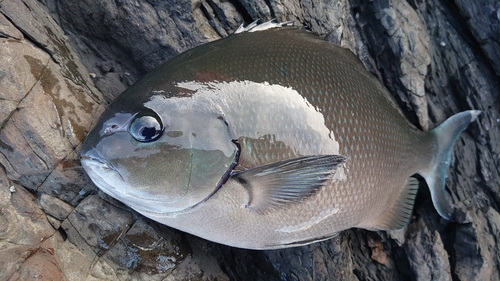 クロメジナの釣果