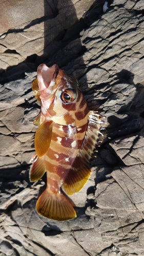 アカハタの釣果