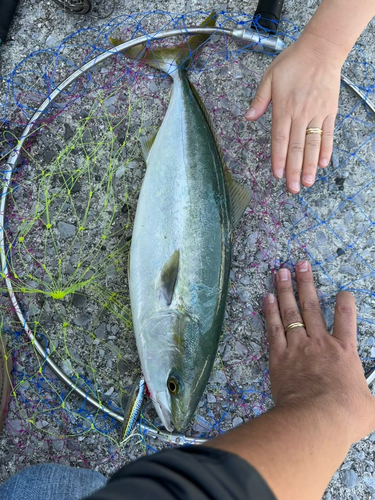 イナダの釣果