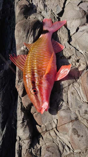 ホウライヒメジの釣果